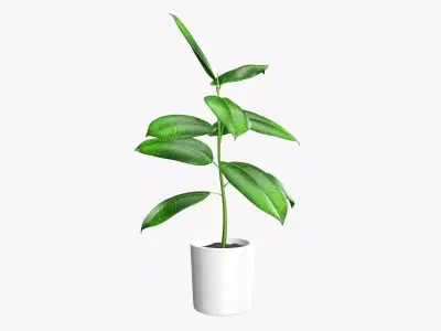 Potted plant decorative 03 3D model