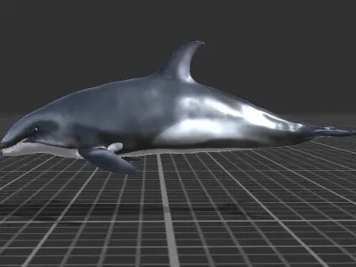 White-sided dolphin Low-poly 3D model