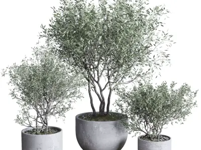 Oilve Trees in an old earthenware vase outdoor plant set 147 Low-poly 3D model
