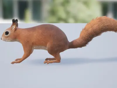 Squirrel Low-poly 3D model shop