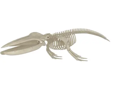Humpback Skeleton 3D model