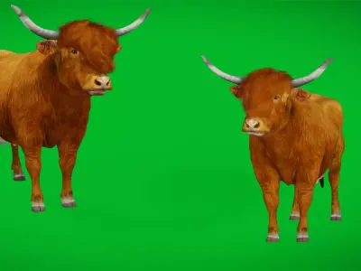 Highland Cattle Low-poly 3D model