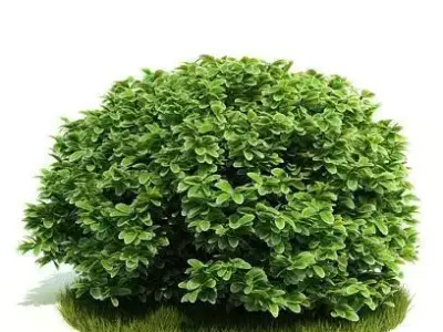 Yard Plant 3D model