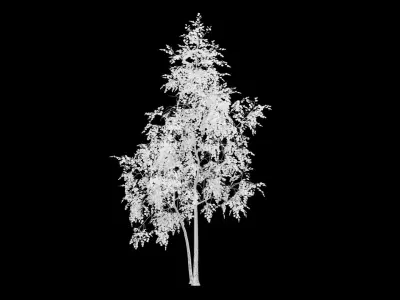 Birch Tree With White Leaves 3D model