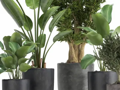 Houseplants in a flowerpot for the interior 965 3D model
