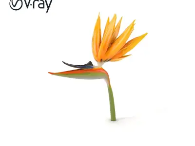 Radiant Strelitzia Yellow Flower model pack Low-poly 3D model