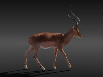 Impala Animated 3D model