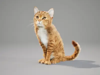 Cat Orange Tabby Animated UNREAL project  Maya base rig 3D model
