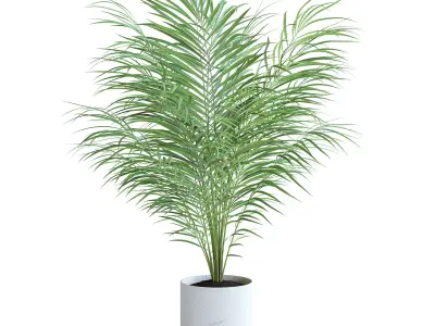 Areca Palm II 3D model