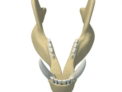 Bear Jaw Skull 3D model