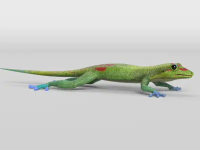 Gecko Low-poly 3D model