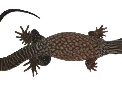 Ackie Monitor Lizard Low-poly 3D model