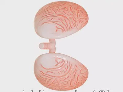 Detailed Anatomical Lungs 3D Model Low-poly 3D model