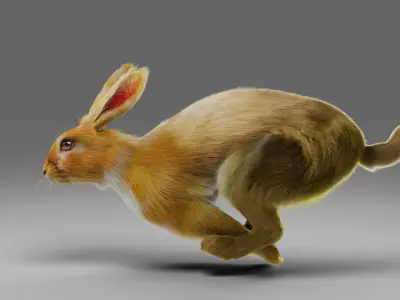 Fur Rabbit V01 Rigged in Blender Low-poly 3D model