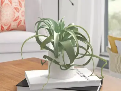 Artificial Tillandsia Pick Foliage Plant 3D model