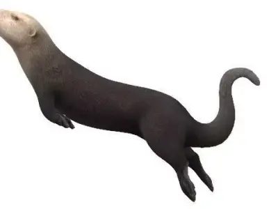Playful Sea Otter Low Poly VR and AR Ready 3D Model Low-poly 3D model
