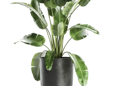 Banana bush in a pot for the interior 862 3D model