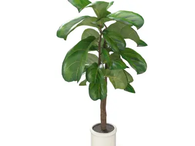 Inch Fiddle Leaf Artificial Tree In White Ceramic Planter PBR 3D model