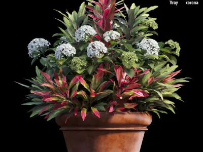 Hydrangea in planters set 06 3D model