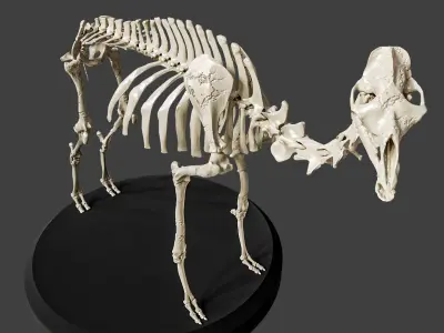 Realistic Camel Skeleton 3D model