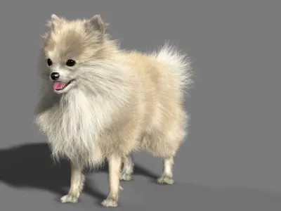 Pomeranian dog 3D model