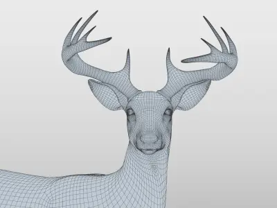 White Tailed Deer - Odocoileus Virginianus 3D model