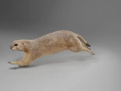 Prairie Dog Animation  VFX Grace 3D model