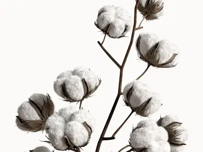  Cotton and reed 3D model