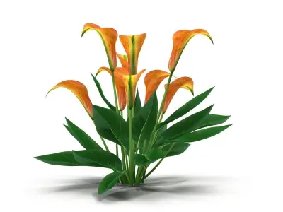 Calla Lily orange 3D model