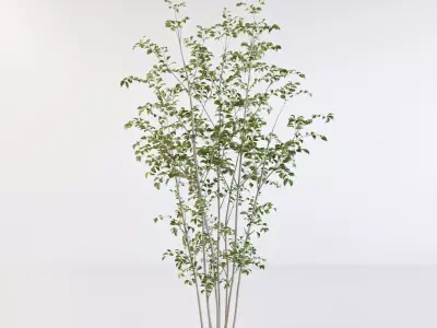Fraxinus griffithii Tree 2 3D model