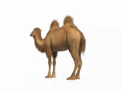 Desert mammal camel 3D model