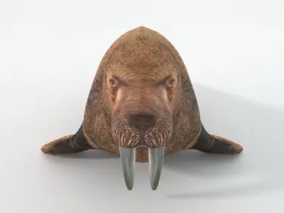 Walrus Low-poly 3D model purchase