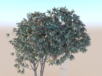 Bronze loquat eriobotrya deflexa multi 3D model