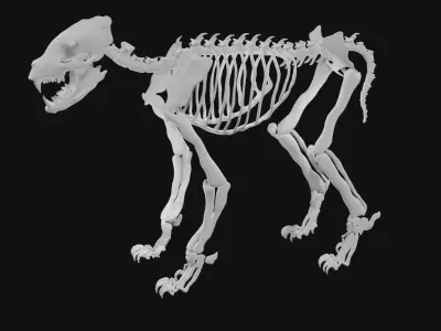 Hyena skeleton 3D model