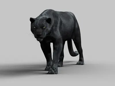 Panther-maya panther 3D model