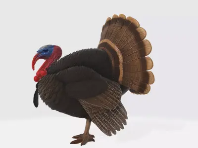 Realistic Turkey Thanksgiving Decor Wild Turkey 3D print model