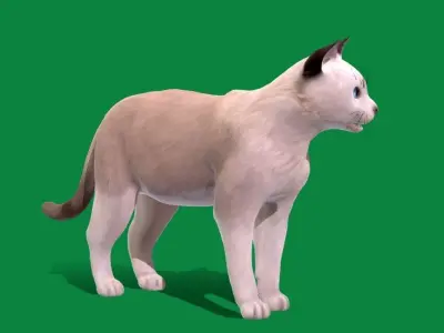 American Shorthair Cat Low-poly 3D model