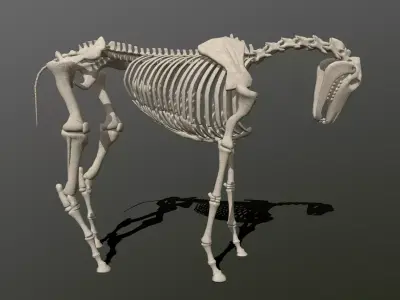 Horse Skeleton  Low-poly 3D model
