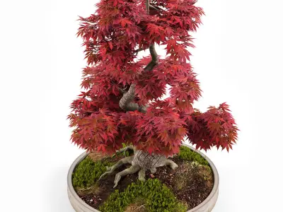 Bonsai Japanese Maple decorative tree 03 3D model