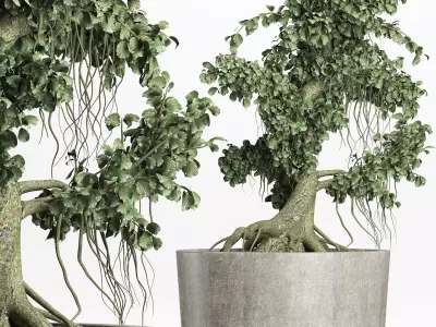 Plants Collection 147 Sageretia Theezans Mini Bonsai 3D model