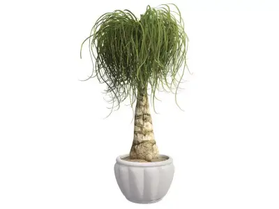 Ponytail Palm in Pot Low-poly 3D model