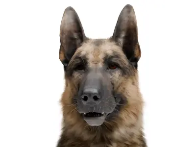 Shepherd German Low-poly 3D model