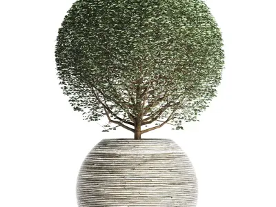 Plants Collection 174 Ligustrum Lucidum 3D model