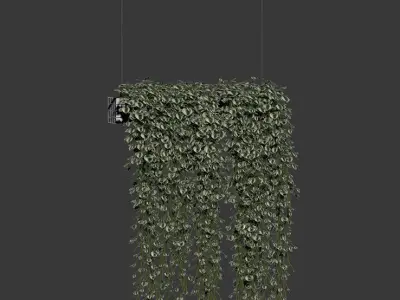 Plants in hanging pots Vinca major 3D model