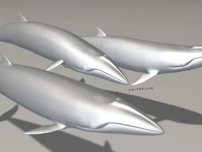 Minke Whales - 3 Poses - Balaenoptera Acutoro - Adult Males - 3D model