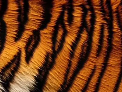 Tiger Skin Texture Pack  5 Variations  4K PBR Free 3D model