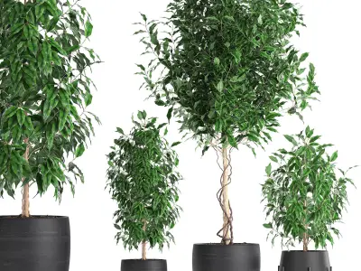 Ficus benjamina trees in a flowerpot for interior design 553 3D model