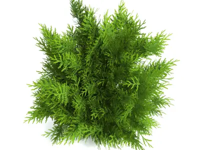 Thuja Shrub I 3D model