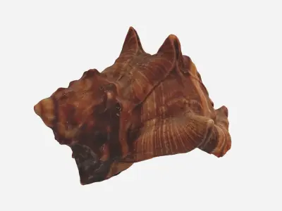 Sea shell brown 3d model Low-poly 3D model