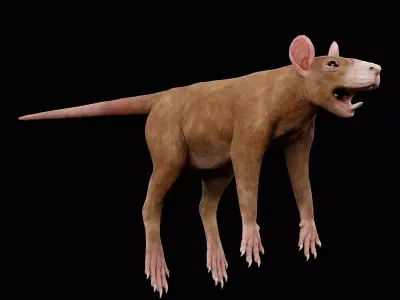 Rat - Animal  Low-poly 3D model